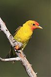 Western Tanager